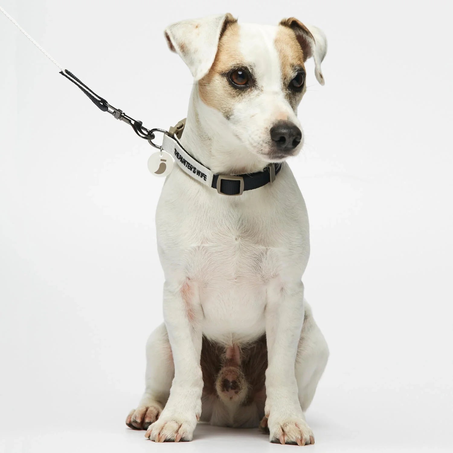 Sonia - カジュアルカラー(首輪)