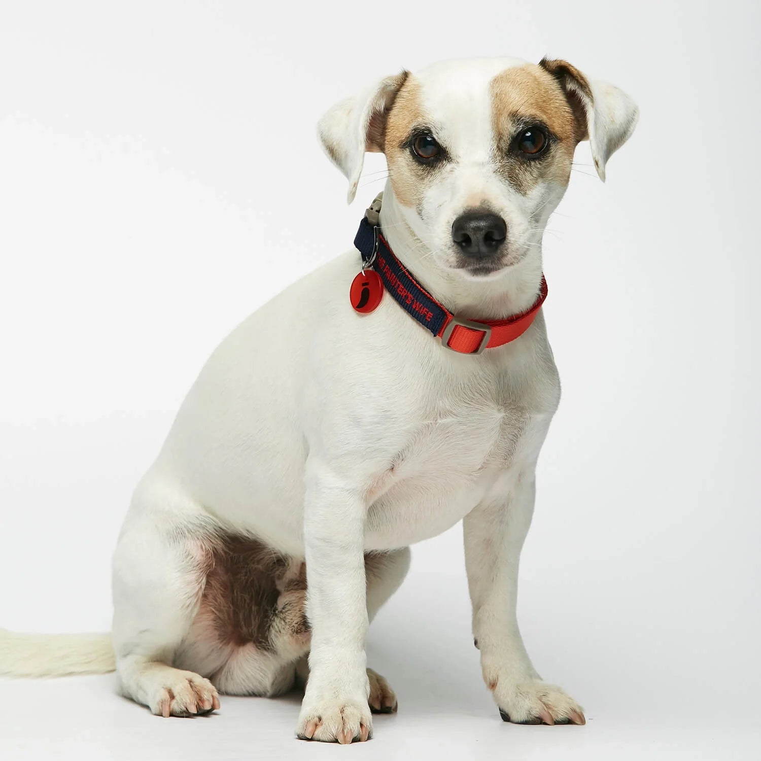 Sonia - カジュアルカラー(首輪)