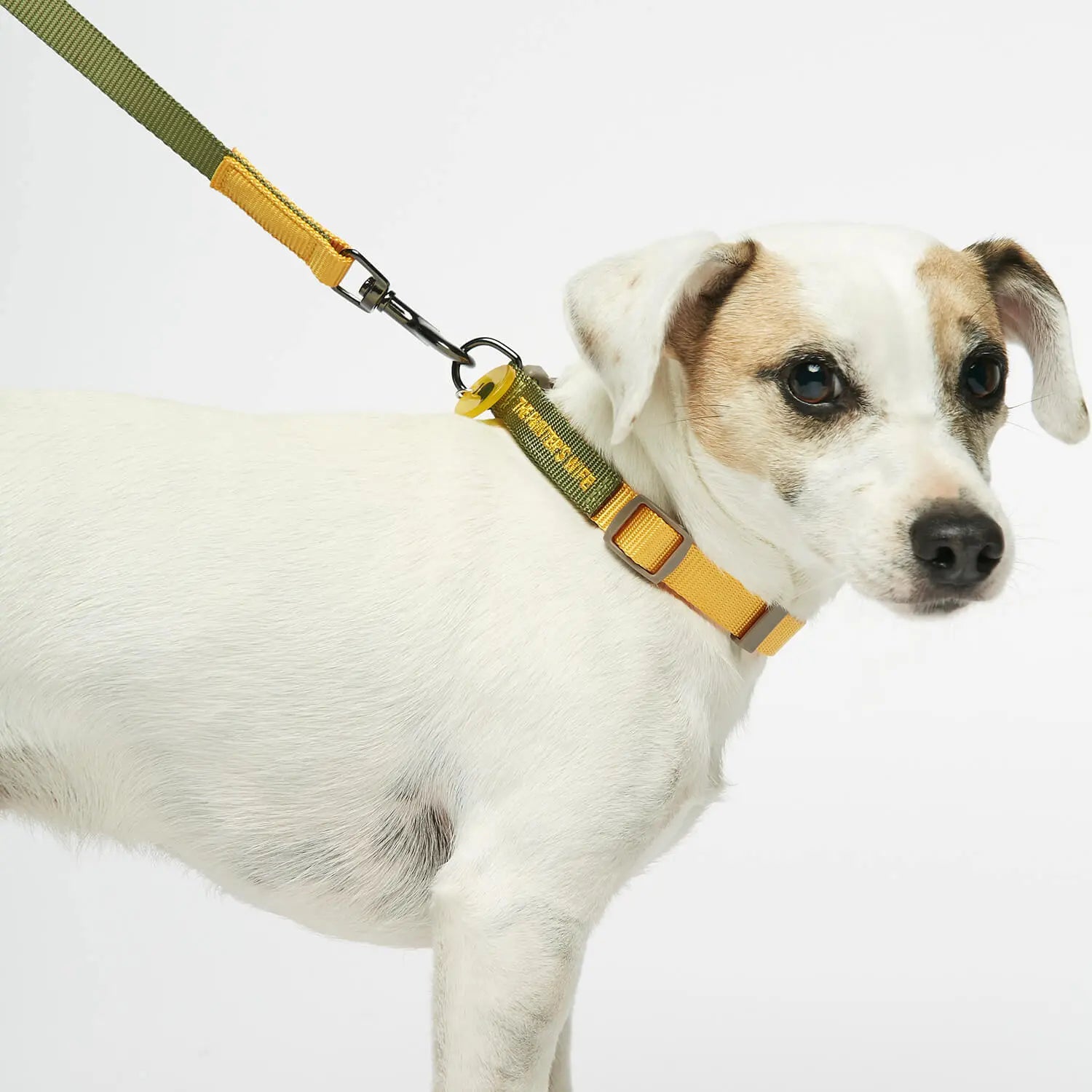 Sonia - カジュアルカラー(首輪)