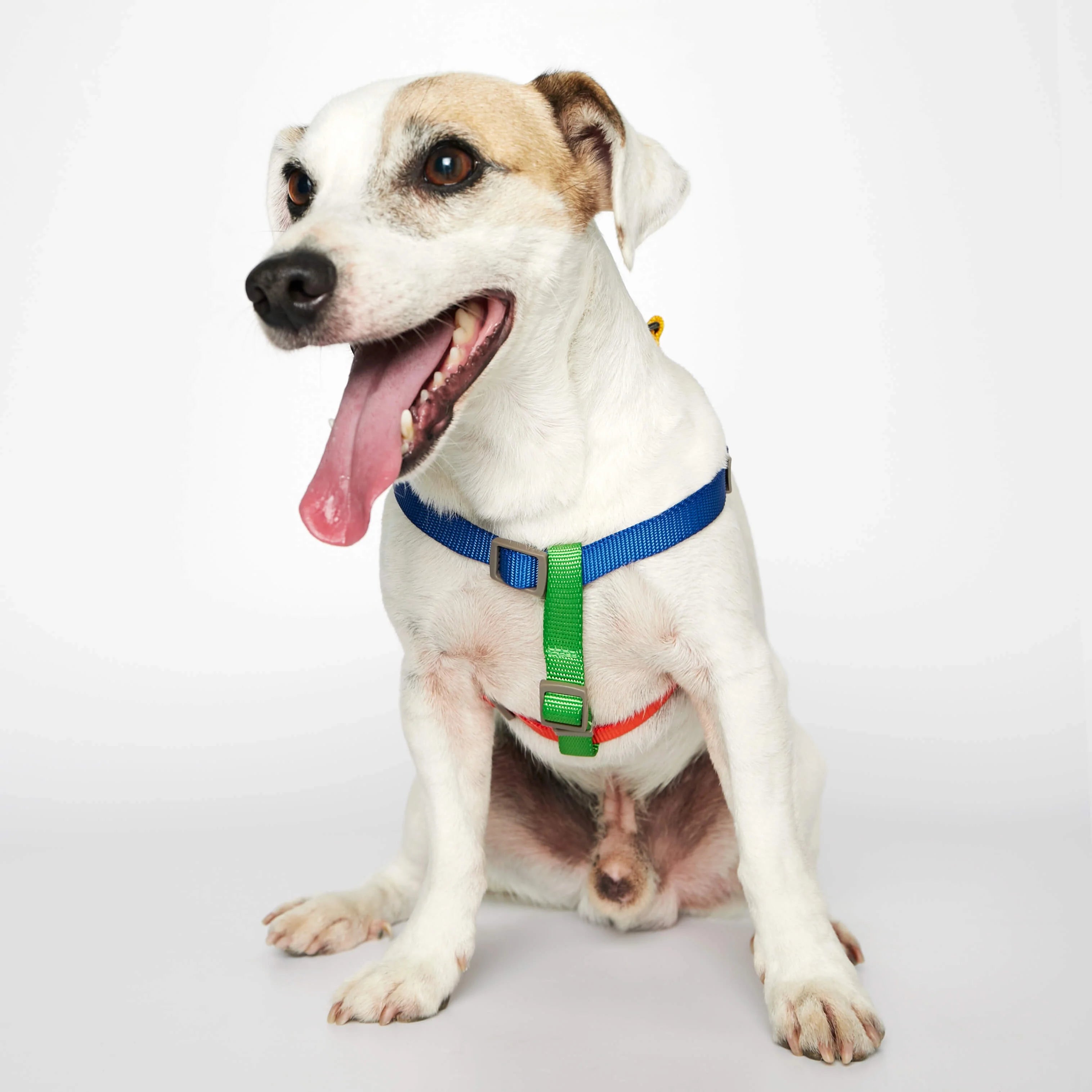 Sonia - カジュアルハーネス