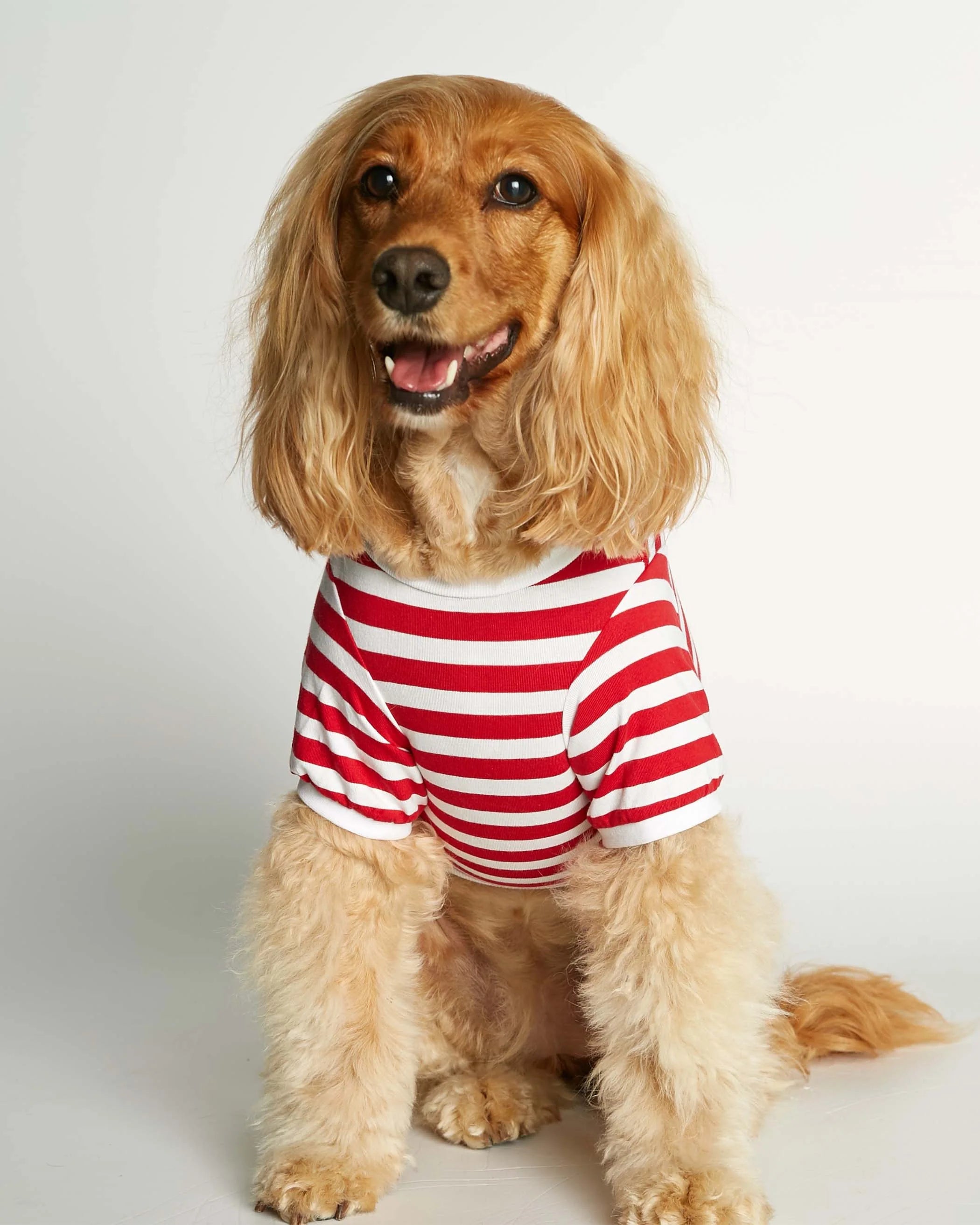 David - オーガニックコットンTシャツ