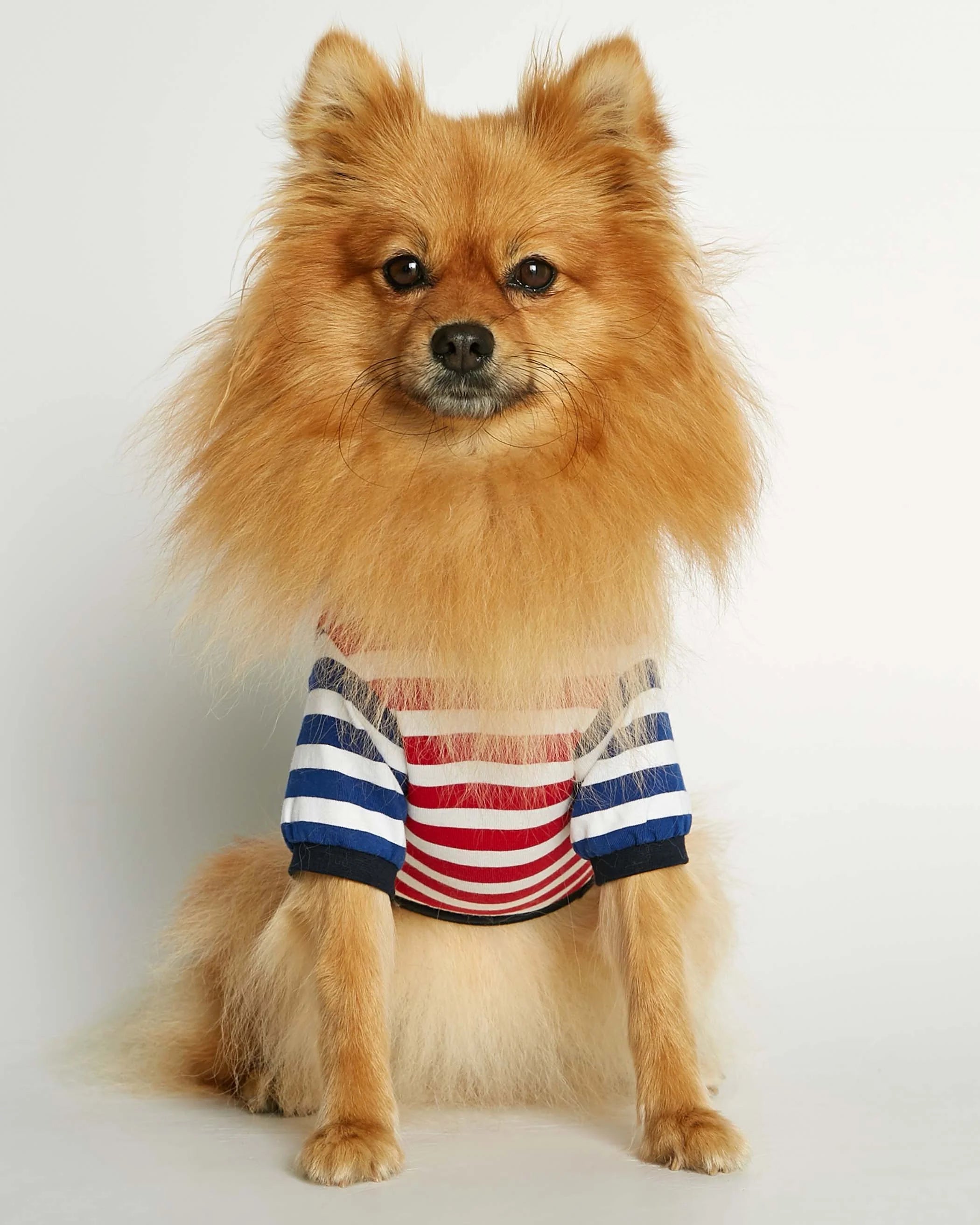 David - オーガニックコットンTシャツ