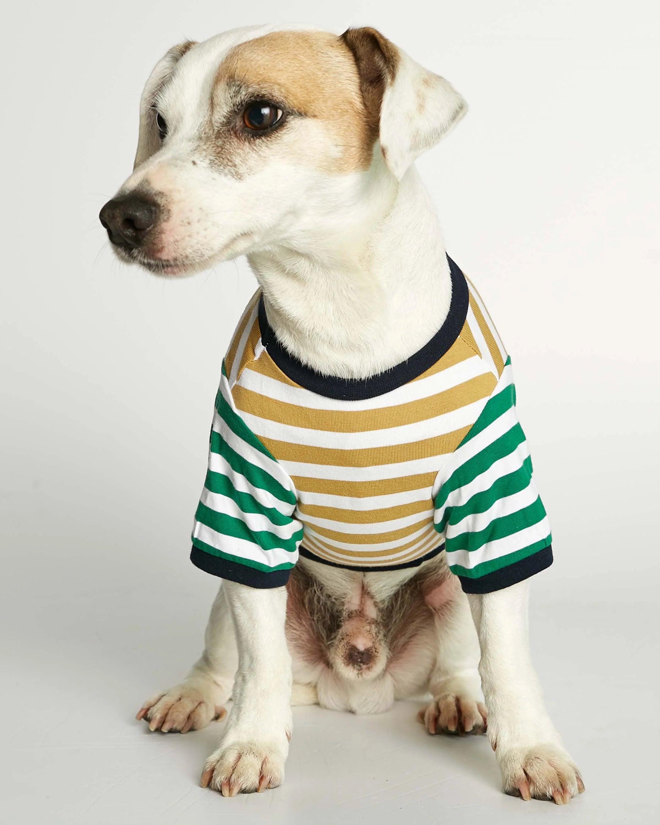 David - オーガニックコットンTシャツ