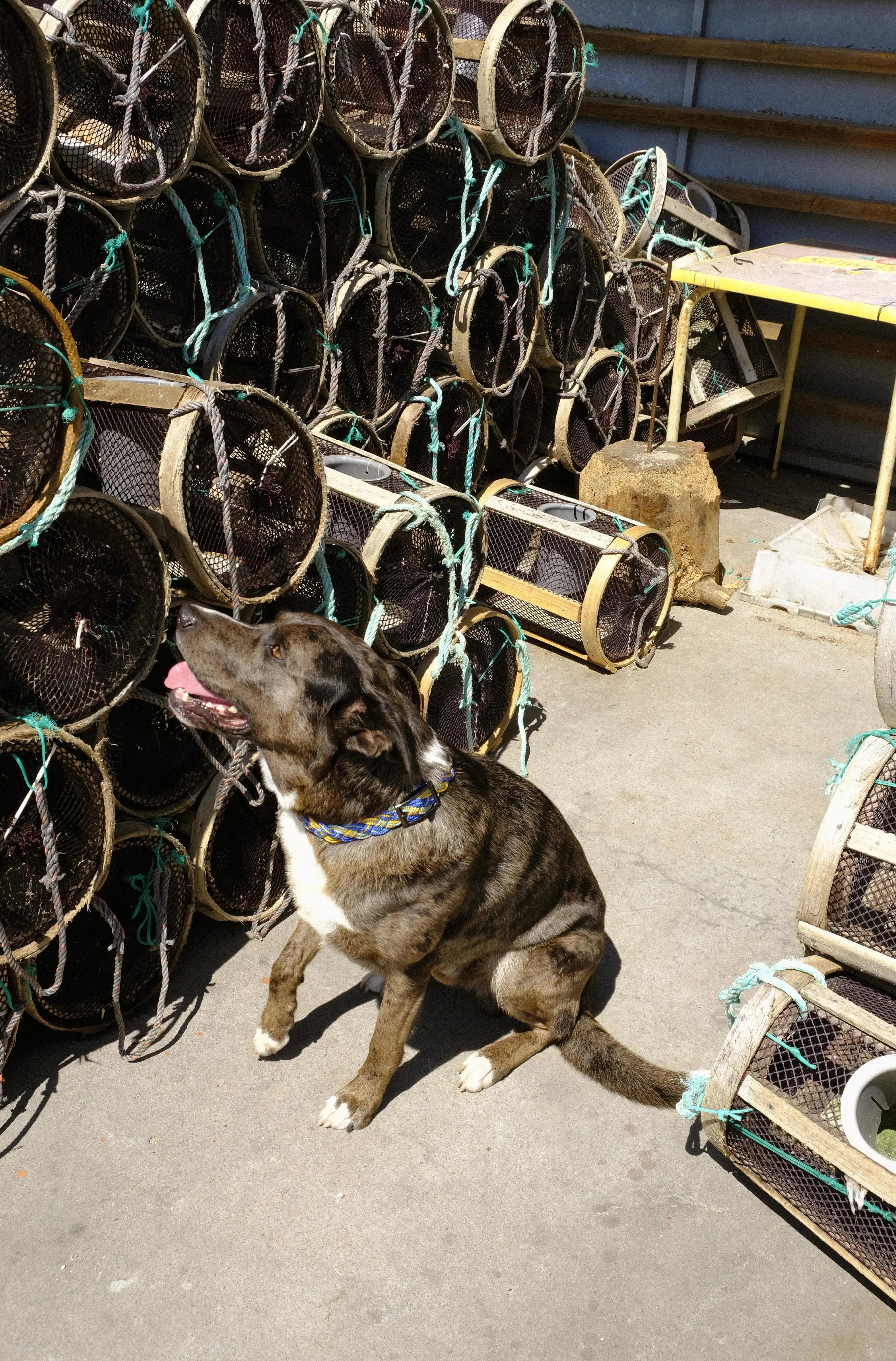 Corme - ガリシアンクラシックカラー (首輪)