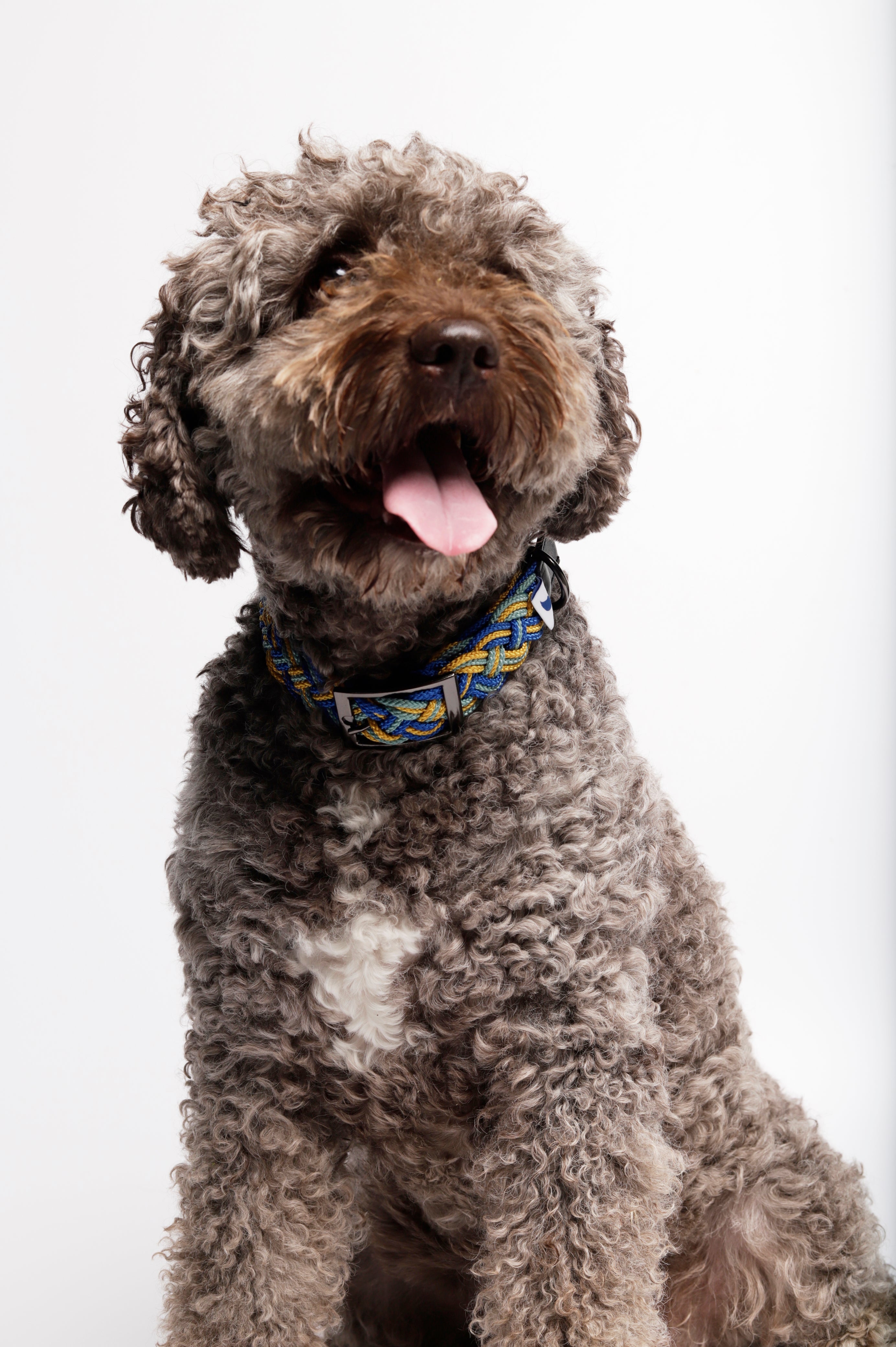 Corme - ガリシアンクラシックカラー (首輪)