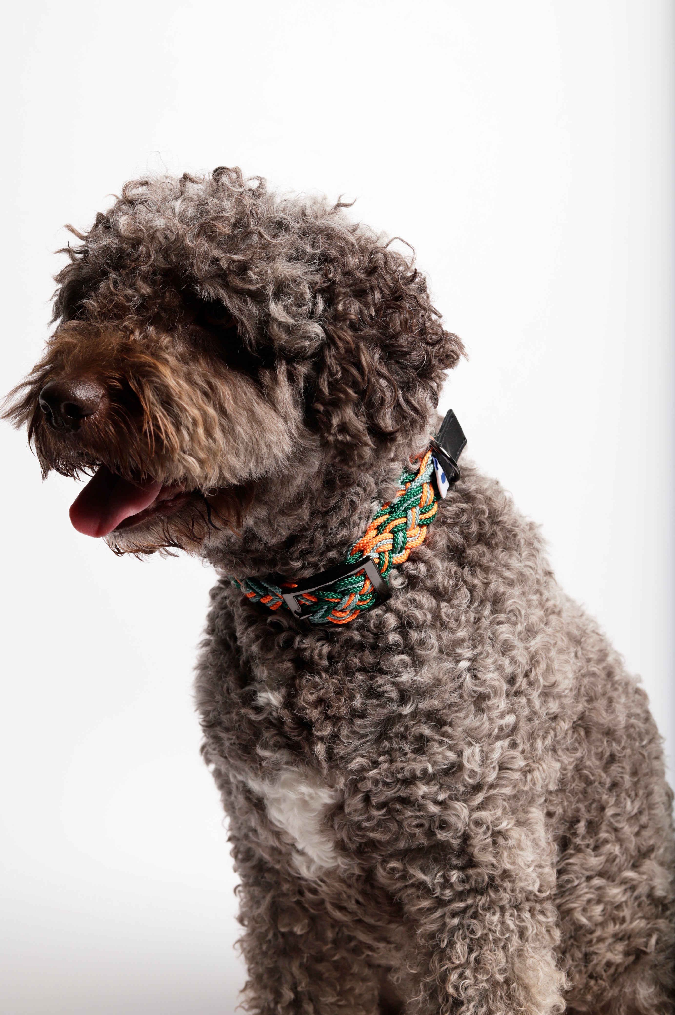 Corme - ガリシアンクラシックカラー (首輪)