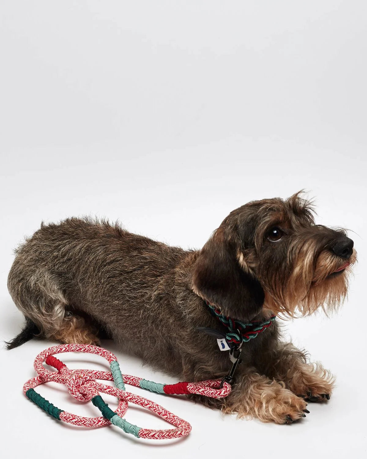 Corme - ガリシアンクラシックリード(肩掛け)